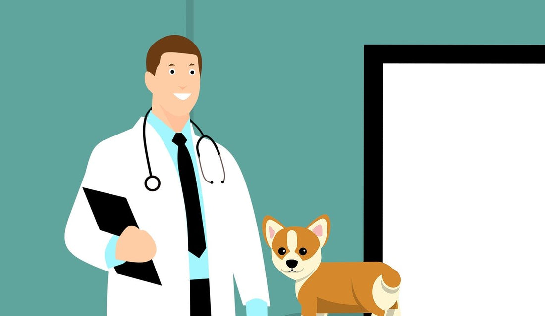 kennel cough dog k9 sick dog illness veterinarian parvo