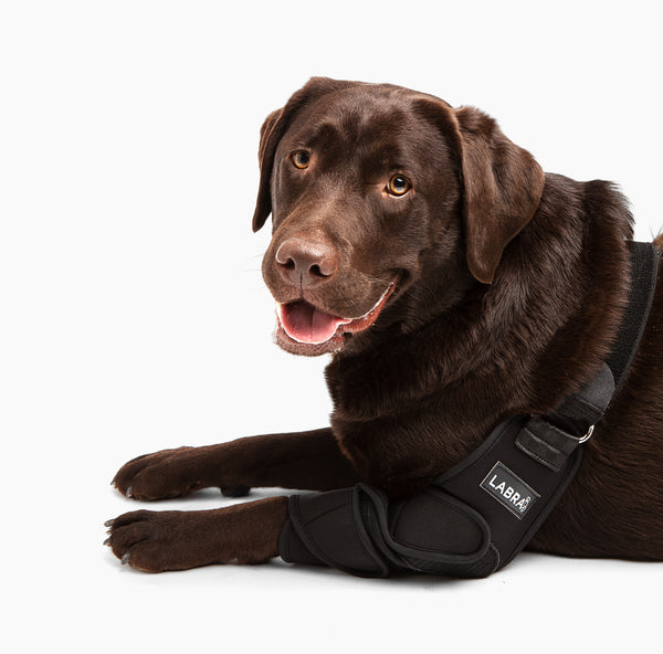 Dog Shoulder Brace Wrap