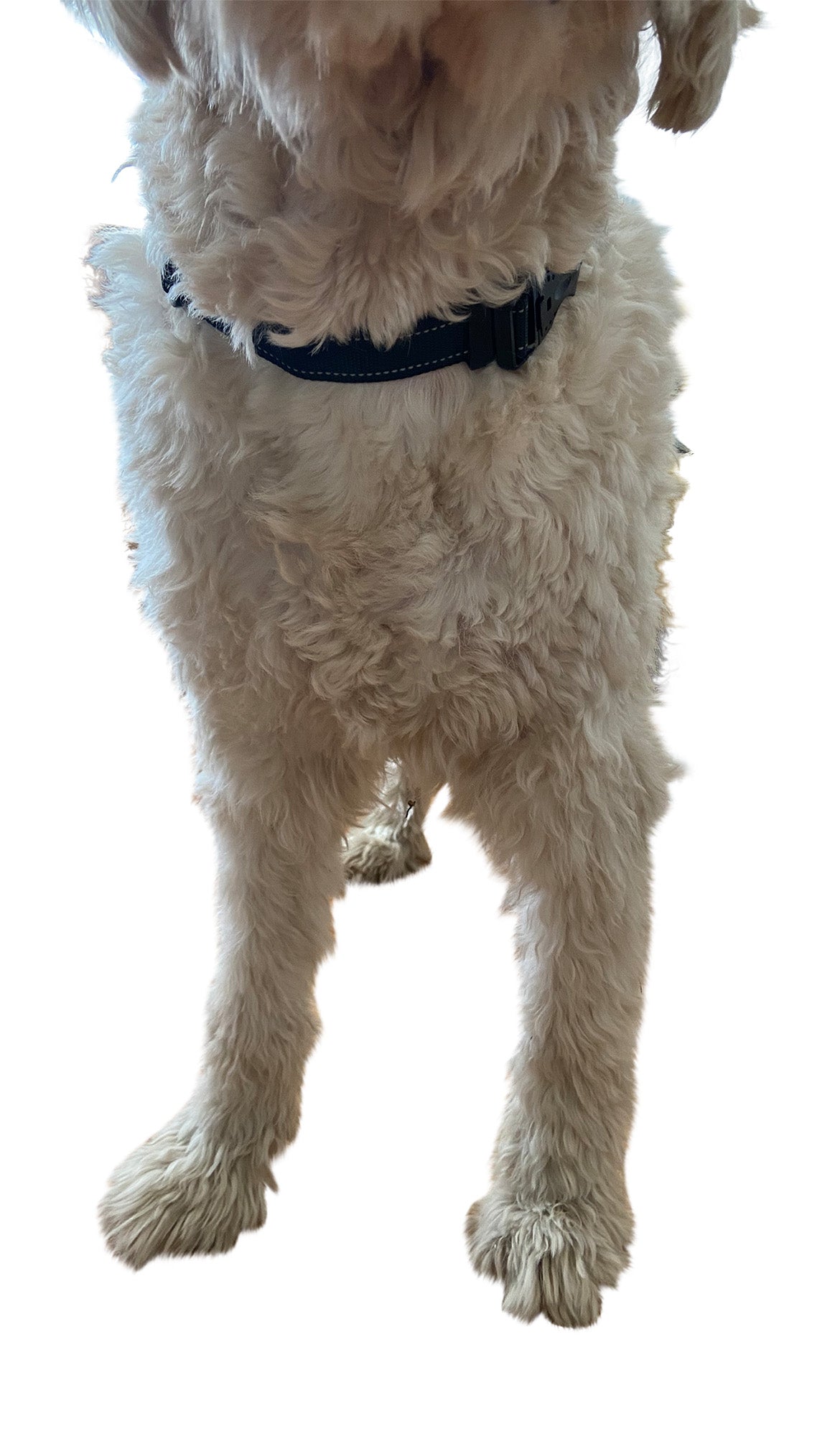 Chest Harness for use with Canine Knee Brace