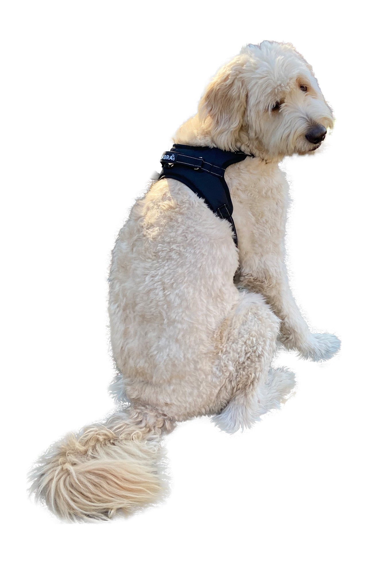Chest Harness for use with Canine Knee Brace