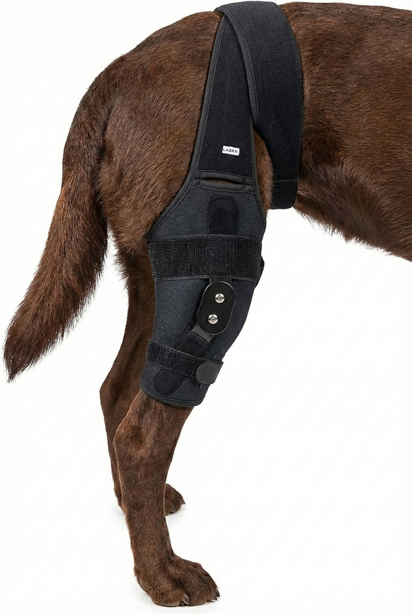 Canine Knee Brace ACL, MCL, CCL, Patella Injuries - RIGHT KNEE