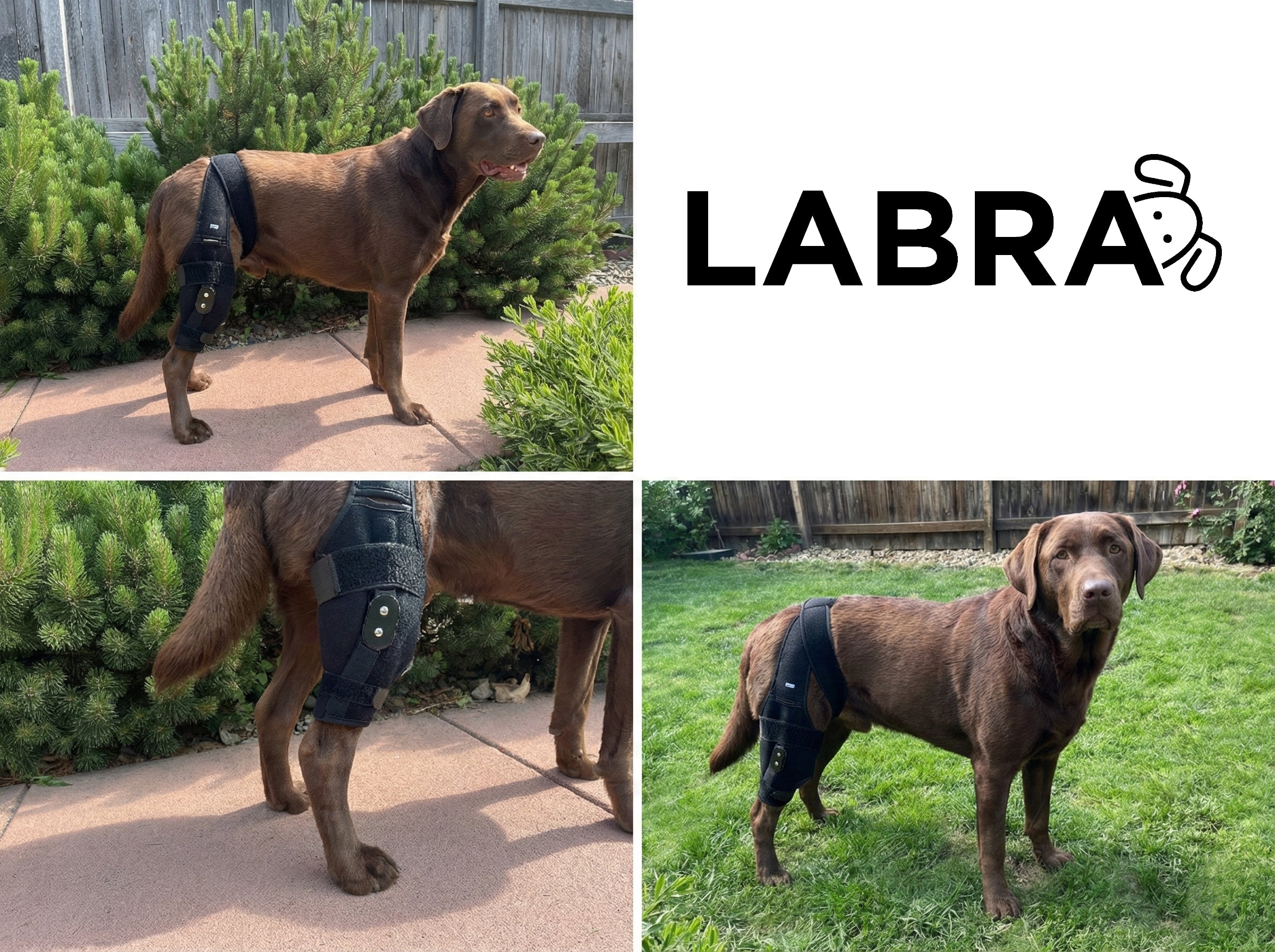 Canine Knee Brace | Labra Dog Support Products