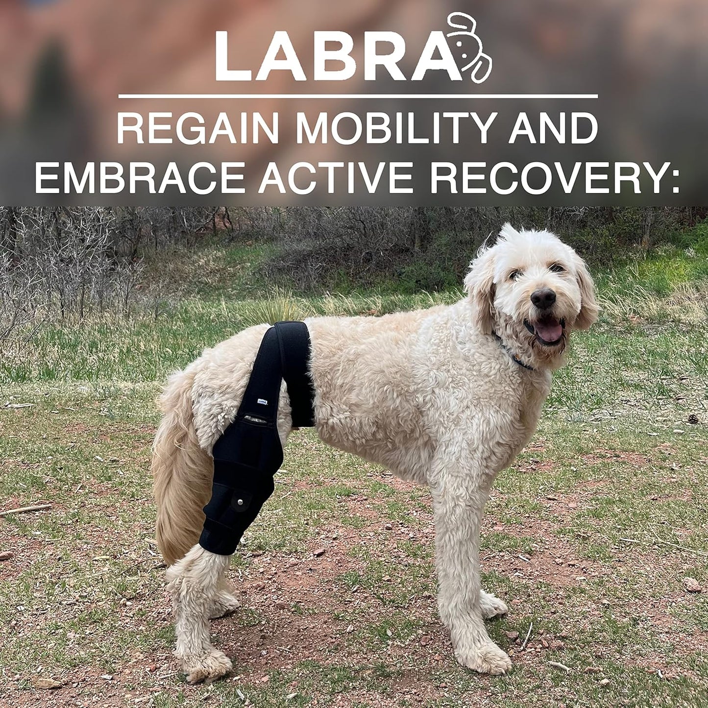 Canine Knee Brace ACL, MCL, CCL, Patella Injuries - RIGHT KNEE