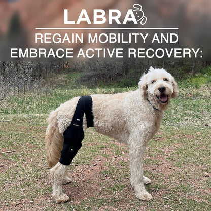 Canine Knee Brace ACL, MCL, CCL, Patella Injuries - RIGHT KNEE