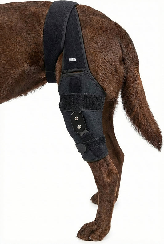Canine Knee Brace ACL, MCL, CCL, Patella Injuries - LEFT KNEE
