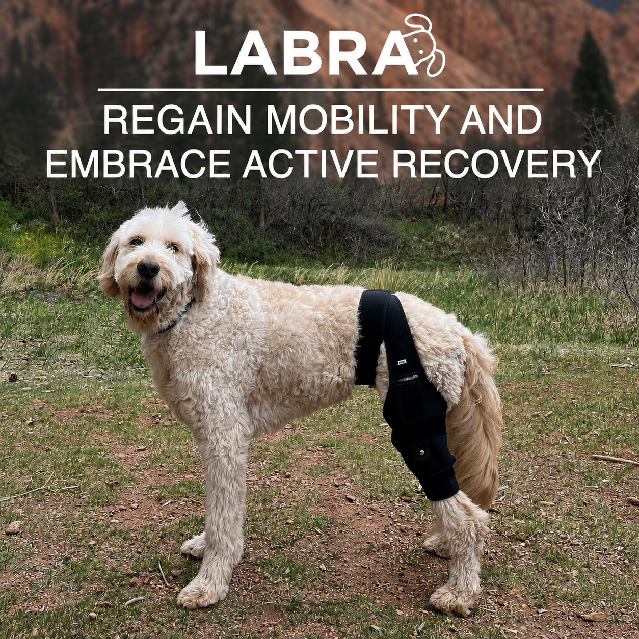 Dog Knee Brace for ACL, CCL & Patella Injuries | LABRA – Labra