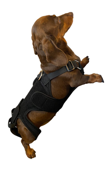 Canine Back Brace for IVDD Spinal Support