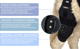 Canine Knee Brace ACL, MCL, CCL, Patella Injuries