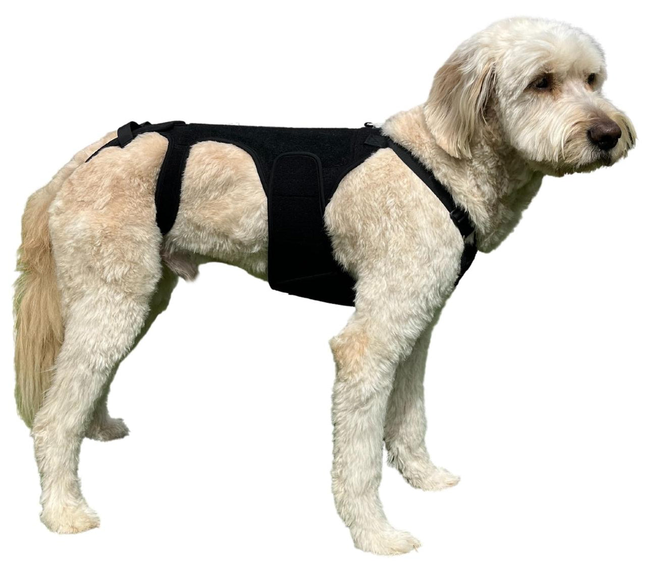 Canine Back Brace for IVDD Spinal Support