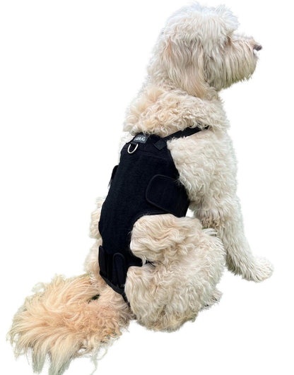 Canine Back Brace for IVDD Spinal Support