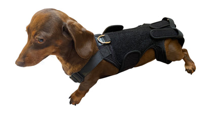 *Refurbished* Canine Back Brace for IVDD Spinal Support