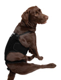 *Refurbished* Canine Back Brace for IVDD Spinal Support