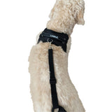 Chest Harness for use with Canine Knee Brace