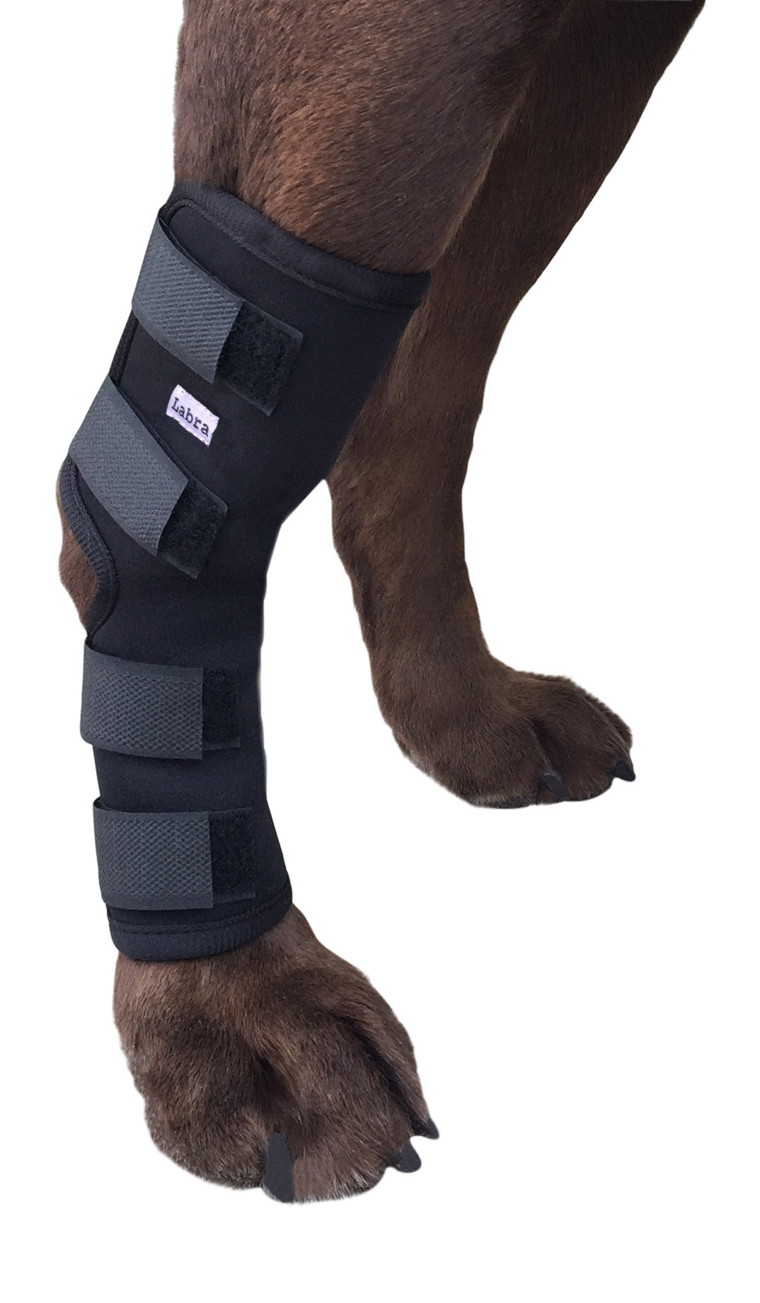 Extra Supportive Canine Leg Brace