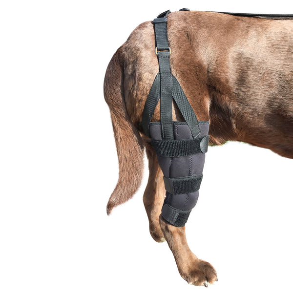 Canine Knee Brace with Hinged Metal Splints ACL, MCL, CCL, Patella Injuries