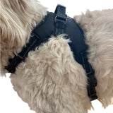 Chest Harness for use with Canine Knee Brace