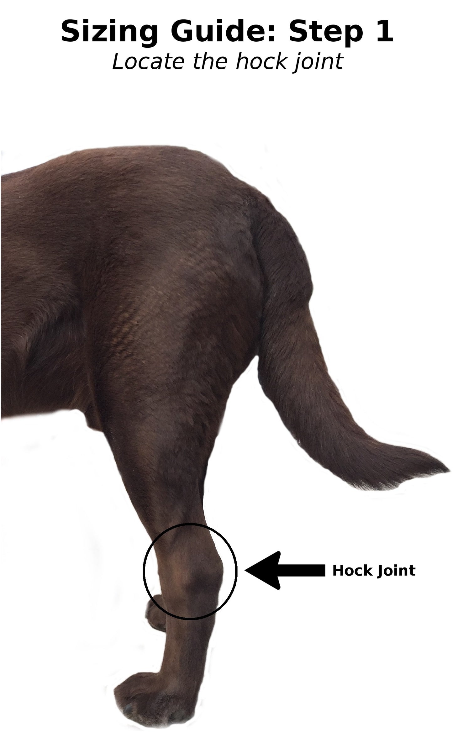 Extra Supportive Canine Leg Brace