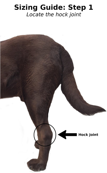 Extra Supportive Canine Leg Brace
