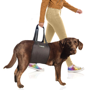 Canine Support Sling